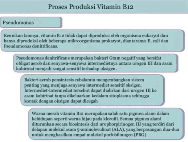 Rahman, (1992) Pada proses pemanenan, kobalamin yang terikat pada sel dijadikan larutan dengan perlakuan pemanasan pada suhu 80-120 oC selama 30 menit, pH 6.5-8.5. Kemudian secara kimia dilakukan konversi menjadi sianokobalamin yang bersifat lebih stabil. Produk kasar dengan kemurnian 80% digunakan sebagai aditif makanan ternak. Pemumian lebih lanjut menghasilkan produk yang digunakan dibidang kedokteran yaitu produk dengan kemurnian 95-98%. Masalah utama dalam produksi vitamin B12 yang menggunakan Propionibacterium adalah penghambatan pertumbuhan sel karena akumulasi metabolit penghambat seperti asam propionat dan asam asetat. Sebagai besar juga proses fermentasi vitamin B12 menggunakan glukosa sebagai sumber karbon 
Proses Produksi Vitamin B12 Propionibacterium spp Fermentasi Produksi Vitamin B12 Menggunakan Bakteri Propioni Propionibacterium shermanii dan Propionibacterium freudenreichii yang paling banyak digunakan. Propionibacteria menghasilkan vitamin B12 intraseluler dan mengeluarkan asam propionat terutama dan asam asetat ekstraseluler. Proses fermentasi vitamin B12 menggunakan strain-strain Propionibacterium dibagi menjadi dua tahap Tahap Pertama : secara anaerob selama 2 hari dan menghasilkan 5 deosiedenosilkobinamin sebagai produk utama Tahap kedua : secara aerob selama 3-4 hari dan terjadi biosintesis 5,6-dimetilbenzimidazol sehingga koenzim B (5-deosidenosilkobalamin) dapat diproduksi. Dalam proses ini hanya sekali persenyawaan kobamide lainnya yang disintesis. 
Proses Produksi Vitamin B12 Pseudomonas Keunikan lainnya, vitamin B12 tidak dapat diproduksi oleh organisma eukaryot dan hanya diproduksi oleh beberapa mikroorganisma prokaryot, diantaranya E. coli dan Pseudomonas denitrificans. Pseudomonas denitrificans merupakan bakteri Gram negatif yang bersifat obligat aerob dan senyawa-senyawa intermedietnya antara urogen III dan asam kobirinat menjadi sangat sensitif terhadap oksigen. Bakteri aerob pensintesis cobalamin mengembangkan sistem penting yang menjaga senyawa intermediet sensitif oksigen. Intermediet-intermediat tersebut dapat dialirkan dari urogen III ke asam kobirinat tanpa dikeluarkan kedalam sitoplasma sehingga kontak dengan oksigen dapat dicegah Warna merah vitamin B12 merupakan salah satu pigmen alami dalam kehidupan seperti warna hijau pada klorofil. Semua pigmen alami diturunkan secara biosintesis dari urophorpirinogen III yang terdiri dari delapan molekul asam 5-aminolevulinat (ALA), yang berpasangan dua-dua untuk menghasilkan empat molekul porfobilinogen (PBG) 