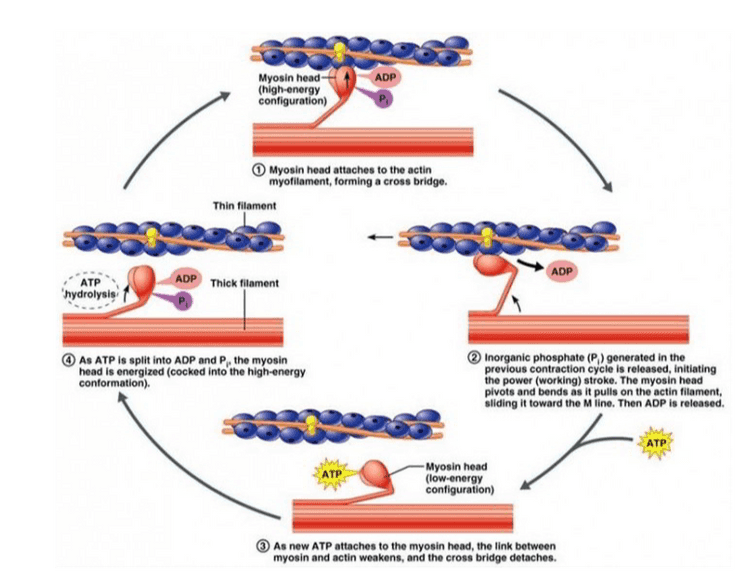 Myosin filament Actin filament Myosin heads (thick filament) (thin filament) occus J Leband) -H-zone -A-band- RELAXED Actin movement Cross-bridge Actin movement CE 1-band H-zone A-band (a) CONTRACTED Copyright 200 John Wley and Sons, Inc. All rights reserved. 
Tropomyosin Troponin Actin BOOK COBOOO Myosin Myosin filament Image from Sigma-Aldrich 
Myosin head (high-energy configuration) ADP Р Myosin head attaches to the actin myofilament, forming a cross bridge. Thin filament ADP Thick filament ADP ATP hydrolysis Р As ATP is split into ADP and P, the myosin head is energized (cocked into the high-energy conformation), Inorganic phosphate (P) generated in the previous contraction cycle is released, initiating the power (working) stroke. The myosin head pivots and bends as it pulls on the actin filament, sliding it toward the Milne. Then ADP is released. ATP . ATP -Myosin head (low-energy configuration) As new ATP attaches to the myosin head, the link between myosin and actin weakens, and the cross bridge detaches. 