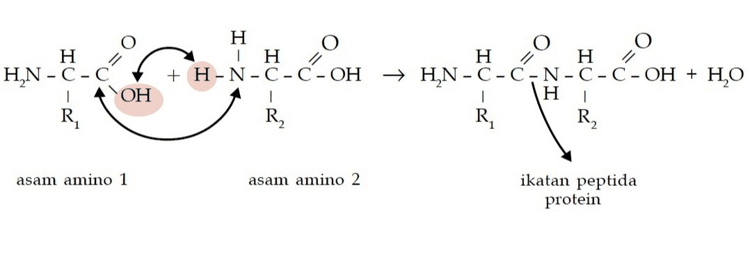 O H HN-C-C OH R, H Τ Η + H-N-C-C-OH 1 R. H H → HN-C-C-N-C- C - OH + H2O H R, R, asam amino 1 asam amino 2 ikatan peptida protein 