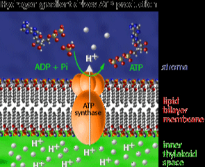 My wariante "w Ar Modic H ADP + Pi ATP AIP synthase Hipich hikaye Twitter H+ H+ H+ H+ inner thrymarked sposo H+ H4 