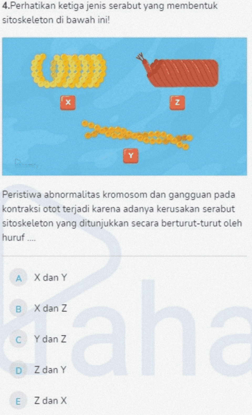 4.Perhatikan ketiga jenis serabut yang membentuk sitoskeleton di bawah ini! х N Y Dhomify Peristiwa abnormalitas kromosom dan gangguan pada kontraksi otot terjadi karena adanya kerusakan serabut sitoskeleton yang ditunjukkan secara berturut-turut oleh huruf.... A X dan Y B X dan Z С Y dan Z D Z dan Y E Z dan X 