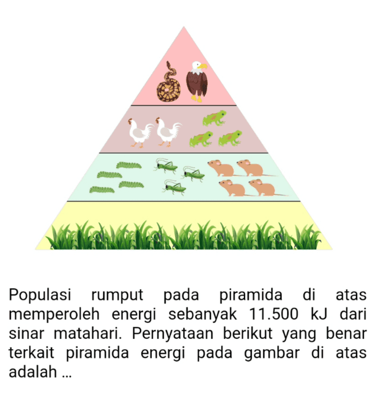 Populasi rumput pada piramida di atas memperoleh energi sebanyak 11.500 KJ dari sinar matahari. Pernyataan berikut yang benar terkait piramida energi pada gambar di atas adalah ... 
A Energi yang terlepas sebagian besar terjadi melalui proses ekskresi. ke Sisa energi akan dilepaskan lingkungan dalam bentuk energi kimia. Energi yang tersedia mengalami c penurunan secara acak pada tiap tingkat trofik. Jumlah energi yang dapat dimanfaatkan ke tingkat trofik selanjutnya sekitar 15%. E Energi yang dilepaskan ke lingkungan oleh konsumen tingkat I sebesar 10.350 KJ. 