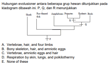 Hubungan evolusioner antara beberapa grup hewan ditunjukkan pada kladogram dibawah ini. P, Q, dan R menunjukkan Shark Ray-finned Amphibians Primates Rodents Burds fish RE + A. Vertebrae, hair, and four limbs B. Bony skeleton, hair, and amniotic eggs C. Vertebrae, amniotic eggs and hair D. Respiration by skin, lungs, and poikilothermy E. None of these 