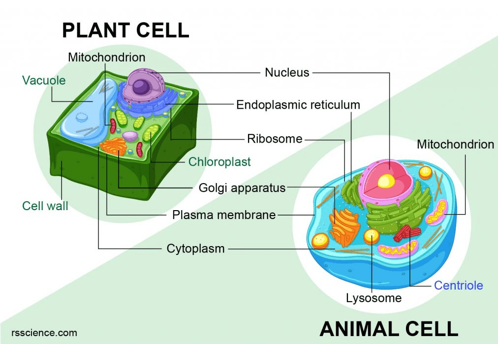 PLANT CELL Mitochondrion Nucleus Vacuole Endoplasmic reticulum Ribosome Mitochondrion Chloroplast Golgi apparatus Cell wall Plasma membrane Cytoplasm Centriole Lysosome ANIMAL CELL rsscience.com 