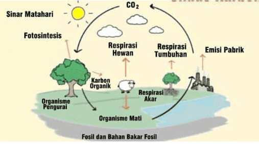 CO2 Sinar Matahari Fotosintesis Respirasi Hewan Respirasi Tumbuhan Emisi Pabrik Karbon Organik Respirasi Akar Organisme Pengurai Organisme Mati Fosil dan Bahan Bakar Fosil 