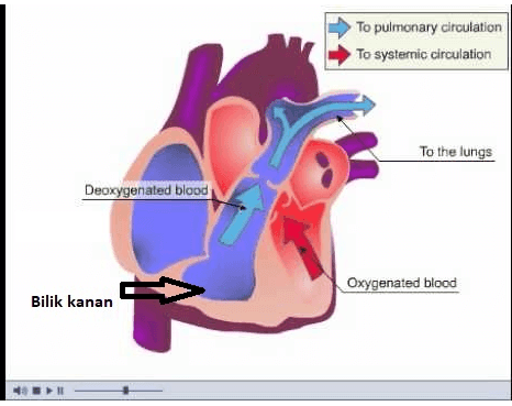 To pulmonary circulation To systemic circulation To the lungs Deoxygenated blood Oxygenated blood Bilik kanan 4031 #1 