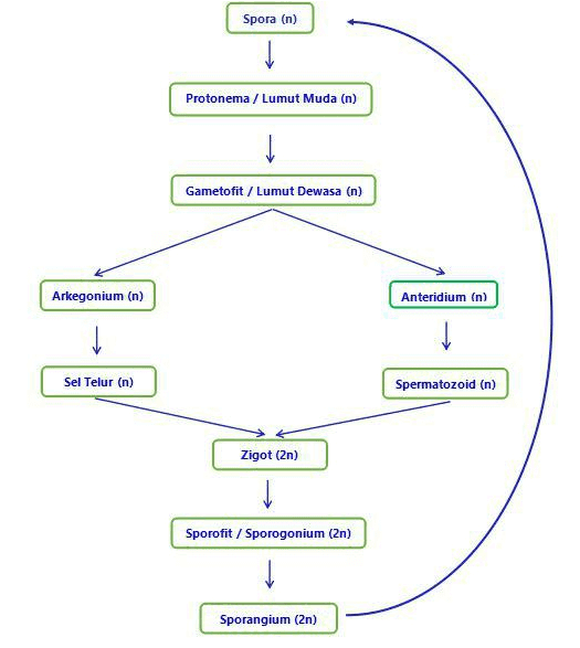 Spora (n) Protonema / Lumut Muda (n) Gametofit / Lumut Dewasa (n) Arkegonium (n) Anteridium (n) Sel Telur (n) Spermatozoid (n) Zigot (2n) Sporofit / Sporogonium (2n) Sporangium (2n) 