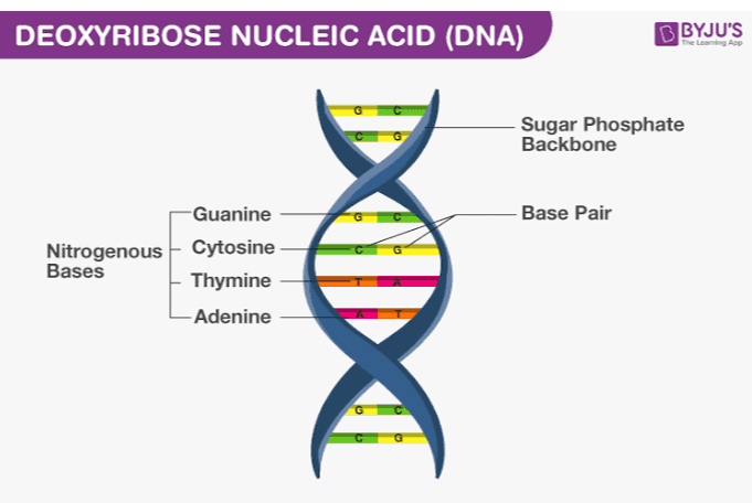 DEOXYRIBOSE NUCLEIC ACID (DNA) BYJU'S The Learning Ap Sugar Phosphate Backbone Base Pair Guanine Nitrogenous Cytosine Bases Thymine -Adenine DIX 