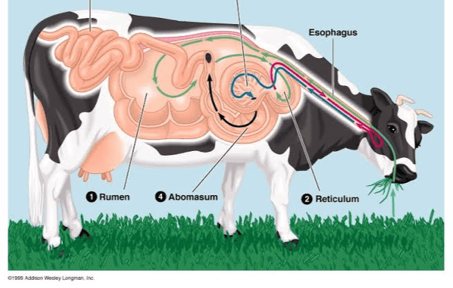 Esophagus is Rumen Abomasum Reticulum iss Addison Wesley Longman, in 
Mouth Pharynx (throat) Salivary glands Esophagus Liver Stomach Pancreas Gallbladder Large intestine Small intestine Rectum 