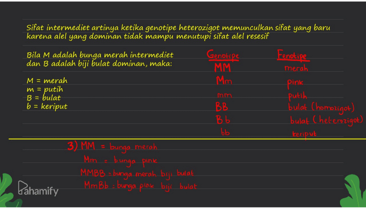 Sifat intermediet artinya ketika genotipe heterozigot memunculkan sifat yang baru karena alel yang dominan tidak mampu menutupi sifat alel resesif Bila M adalah bunga merah intermediet dan B adalah biji bulat dominan, maka: M = merah B = bulat putih b = keriput m = 40 P = MM mm Genotipe MM G=M F1 - Mm (100% bunga pink) Fenotipe merah - pink putih bulat Chomozigot) bulat Cheterozigot) Keriput BB Bb P = MM BB mmbb G = MB mb F1 : MmBb (100% bunga pink, biji bubat) bb Pahamify 
m = mm - Sifat intermediet artinya ketika genotipe heterozigot memunculkan sifat yang baru karena alel yang dominan tidak mampu menutupi sifat alel resesif Bila M adalah bunga merah intermediet Genotipe Fenotipe dan B adalah biji bulat dominan, maka: MM merah M = merah Mm - pink putih B = bulat putih b = keriput BB bulat Chomozigot) Bb bulat Cheterozigot) bb keriput 3) MM = bunga merah Mim bunga pink MMBB - bunga merah baji bulat. Pahamify Mm B b = bunga pink biji bulat 