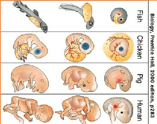 Biology, Prentice Hall, 2000 edition, p283 Fish Chicken Pig Human 
