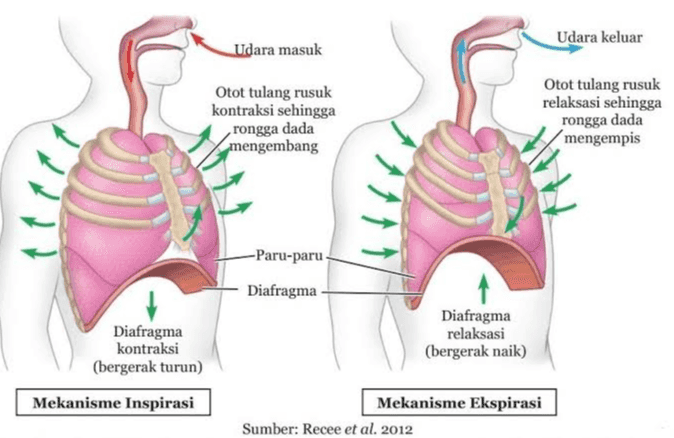 Udara keluar Udara masuk Otot tulang rusuk kontraksi sehingga rongga dada mengembang Otot tulang rusuk relaksasi sehingga rongga dada mengempis -Paru-paru Diafragma Diafragma kontraksi (bergerak turun) Diafragma relaksasi (bergerak naik) Mekanisme Inspirasi Mekanisme Ekspirasi Sumber: Recee et al. 2012 