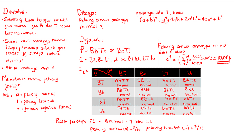 Ditanya : Seorang saja yang bisu-tuli anaknya ada 4, maka (a+b)' = a +4a²b + 2a? b’+4ab} + 69 - + + Diketahui : • Seseorang tidak bersifat bisu -tuli jika muncul gen B dan T secara bersama-sama. Suami istri normal masing? tetapi pembawa sebuah gen resesif yg serupa untuk bisu-tuli Semua anaknya ada 4 Peluang 1 anak yg bisu-tuli dari 4 anak 4a3b - 4x(*%)3 x ('76) = 6,311 X 100% : 31.1% Dijawab : P = Bb Tt x Bb Tt G = BT. Bt. 67, bt x BT, Bt, bt, bt F = BT BE BB Tt BT BB TE Bett Bt bT BOTT Menentukan rumus peluang BBTT normal normal ket БЕ BbTt normal Bott bisu tuli Ъьте bisu tuli bbtt bisu tuli a= (a+b)" - peluang normal b = peluang bisu tuli n = jumlah kejadian (anak) normal ЪТ BbTT normal BbTt normal bb TT bisu tuli bbott bisu tuli bisu tuh BbTt normal B btt bisu tuli normal BbTt normal bt Rasio fenotipe F1 g normal : 7 bisu tuli peluang normal Ca) -9716 peluang bisu-tuli (6) - 7/16 
Diketahui : Ditanya : anaknya ada 4, maka • Seseorang tidak bersifat bisu-tuli Semua anak bisu-tuli (a+b)4 = a +4436 + 20%b?+4063 +64 jika muncul gen B dan T secara bersama-sama. Suami istri normal masing? Dijawab : Peluang semua anak bisu-tuli tetapi pembawa sebuah gen P = Bb Tt x Bb Tt b* = (716)*= 0,037 X100% '= resesif yg serupa untuk bisu-tuli G = BT, Bt. b T, bt x BT, Bt, bt, bt = 3,7% Semua anaknya ada 4 BT Bt ЪТ bt Menentukan rumus peluang BBTT BB Tt BT BbTT BbTt normal normal (a+b)" normal normal BB TE BBtt BbTt Bbtt Bt ket = a = peluang normal normal bisu lub normal bisu tuli BbTt BbTT bb TT bbtt bT normal normal bisu tuli bisu tuli BbTt B btt bbott bott bt normal bisu tuli bisu tuli bisu tuli Rasio fenotipe F1 g normal : 7 bisu tuli peluang normal (a) = 9/6 peluang bisu-tuli (b) = 7/16 F = 1 b = peluang bisu tuli n = jumlah kejadian (anak) 
Ditanya : peluang semua anaknya normal ? anaknya ada 4, maka (a+b)' = a +4a²b + 20%b²+ 4a63 +64 jika muncul Diketahui : • Seseorang tidak bersifat bisu-tuli gen B dan T secara bersama-sama. Suami istri normal masing? tetapi pembawa sebuah gen resesif yg senipa untuk bisu-tuli - Semua anaknya ada 4 Menentukan rumus peluang (a+b)" Ket : a = peluang normal a* = (3) * 65.536 а Dijawab: P = Bb Tt x Bb Tt Peluang semua anaknya normal dari 4 orang G = BT. Bt. 6 T, bt x BT, Bt. 67, bt - 9 6561X100% = 10,016 Fun BT Bt bt BB Tt BbTt BT BB TE Bott Bt BbTT BbTt bT BbTt bt BBTT normal normal normal BBEE bisu tuli normal bT BbTT normal BbTt normal bb TT bisu tuli bbott bisu tuli normal b = peluang bisu tuli n = jumlah kejadian (anak) normal Bbtt bisu tuli bisu tuli bbtt bisu tuli bott bisu tuli normal Rasio fenotipe F1 g normal : 7 bisu tuli peluang normal (a) = 9/16 peluang bisu-tuli (b) = 7/16 
Ditanya : laki-laki terakhir saja anaknya ada 4, maka (a+b)' = a +4a3b + 2a? b+4ab? + b* -a't + yg bisu tuli Diketahui : • Seseorang tidak bersifat bisu-tuli jika muncul gen B dan T secara bersama-sama. Suami istri normal masing? tetapi pembawa sebuah gen resesif yg serupa untuk bisu-tuli Semua anaknya ada 4 Menentukan rumus peluang (a+b)" a = peluang normal be n = jumlah kejadian (anak) Dijawab : Peluang i anak yg bisu-tuli 4a3b P = Bb Tt x BbTt Peluang anak bungsu yg laki-laki G = BT. Bt. 67, 6t x BT, Bt, 6T, bt 2 Jadi = Fq= BT 4a3b x2 BE ЪТ bt BT BBTT BB Tt BbTT Bb7+ 4()(%) << 0,16 X100% BBLE BB TE Bbtt Bt BbTt 16% BbTt BbTT bb TT bbtt bT BbTt Bbtt bbtt bbott bt normal normal normal normal keta normal bisu tuli normal bisu tuli peluang bisu tuli normal normal bisu tuli bisu tuli normal bisu tuli bisu tuli bisu tuli Rasio fenotipe F1 g normal : 7 bisu tuli peluang normal (a) = 9/16 peluang bisu-tuli (6) = 7/16 