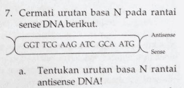 7. Cermati urutan basa N pada rantai sense DNA berikut. Antisense GGT TCG AAG ATC GCA ATG Sense a. Tentukan urutan basa N rantai antisense DNA! 