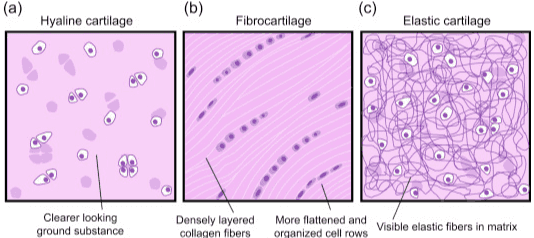 perichondrium Chondrocyte Cartilage Elastic fibers Chondrocyte Cartilage cavity cavity in cartilage matrix Chondrocyte group Cartilage matrix collagen fiber a b a с 
(a) (b) (c) Hyaline cartilage Fibrocartilage Elastic cartilage Clearer looking ground substance Densely layered collagen fibers More flattened and visible elastic fibers in matrix organized cell rows 