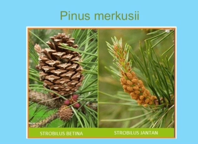 Pinus merkusii STROBILUS BETINA STROBILUS JANTAN 
