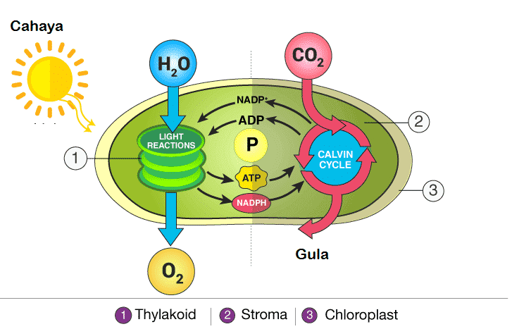 Cahaya H2O CO2 co NADP: ADP 2 LIGHT REACTIONS P 1 CALVIN CYCLE ATP 3 NADPH Gula O2 1 Thylakoid 2 Stroma 3 Chloroplast 