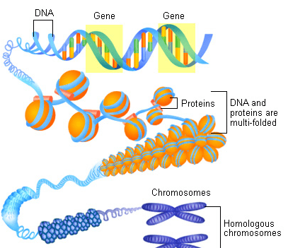 DNA Gene Gene Proteins DNA and proteins are multi-folded Chromosomes enero 200 Homologous chromosomes 