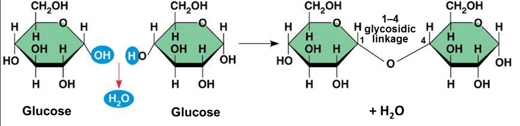 Фруктоза селиванова. Sucrose Fructose. Sucrose glucose. Фруктоза с йодметаном. Альфа бета Глюкоза полимер.
