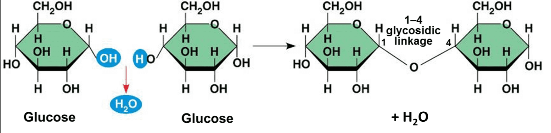 СН,ОН Сн,он Сн,ОН CH OH н. H н H н 1-4 H glycosidic H 1 linkage 4 Н. өн н Он н. н ОН Н Н ОН Н. Он н Он но НО ОН НО ОН н ОН н ОН н он нон Н,0 Glucose Glucose + H,0 