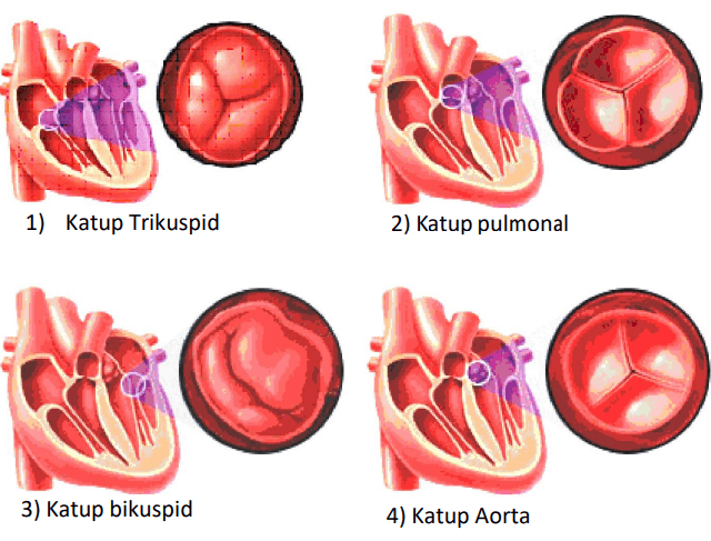 1) Katup Trikuspid 2) Katup pulmonal 3) Katup bikuspid 4) Katup Aorta 