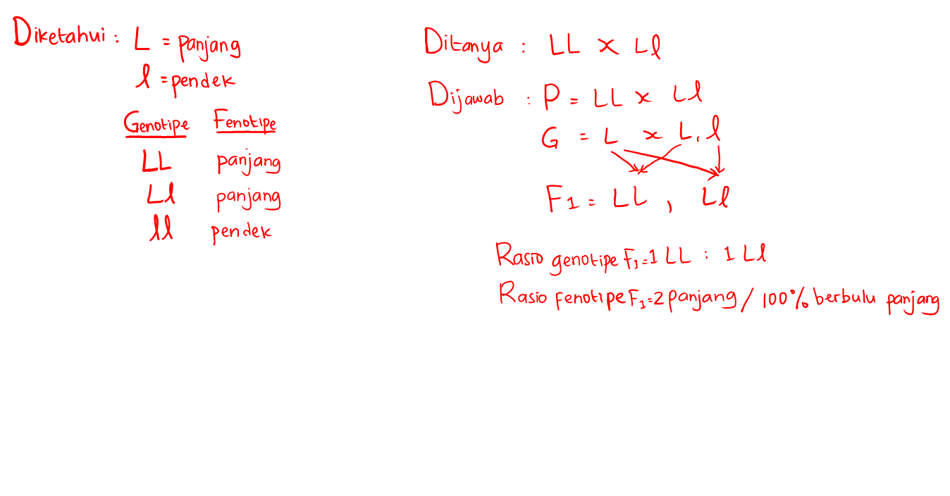 Diketahui : L = panjang l :pendek Ditanya : LL XL Dijawab :P=lL x U G G = L xl. I L Х = Genotipe Fenotipe LL panjang panjang ll pendek Fa=LL , Le Rasto Rasio Fenotipe Fj-2 panjang / 100% berbulu panjang genotipe Fj-1 LL : ILI 