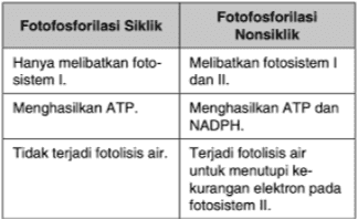 Fotofosforilasi Fotofosforilasi Siklik Nonsiklik Hanya melibatkan foto- Melibatkan fotosistem sistem I. dan II. Menghasilkan ATP. Menghasilkan ATP dan NADPH. Tidak terjadi fotolisis air. Terjadi fotolisis air untuk menutupi ke- kurangan elektron pada fotosistem II. 
BBYJU'S The Learning App CYCLIC PHOTOPHOSPHORYLATION Excited 2e Path Of Electrons ADP + Pi ATP Light Electron Carriers CHLOROPHYIL 2e 
The Learning App NON-CYCLIC PHOTOPHOSPHORYLATION BBYJU'S Excited 2e Path Of Electrons ADP + Pi ATP Light NAPD+ 1/20, NADPH CHLOROPHYIL+2e H, 02H+ Electron Carriers Photolysis of water 