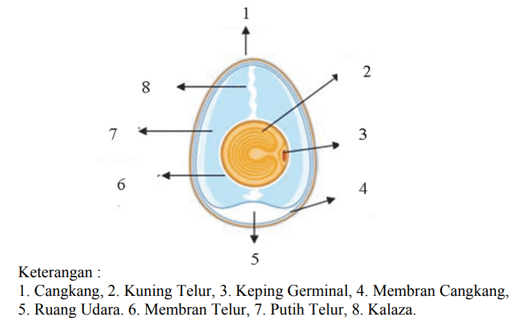 N 8 7 3 6 4 5 Keterangan : 1. Cangkang, 2. Kuning Telur, 3. Keping Germinal, 4. Membran Cangkang, 5. Ruang Udara. 6. Membran Telur, 7. Putih Telur, 8. Kalaza. 