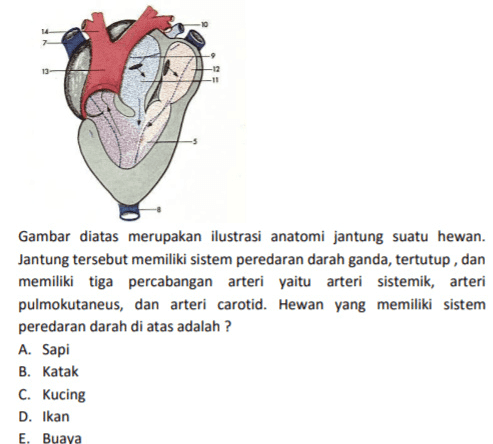13 -11 Gambar diatas merupakan ilustrasi anatomi jantung suatu hewan. Jantung tersebut memiliki sistem peredaran darah ganda, tertutup, dan memiliki tiga percabangan arteri yaitu arteri sistemik, arteri pulmokutaneus, dan arteri carotid. Hewan yang memiliki sistem peredaran darah di atas adalah ? A. Sapi B. Katak C. Kucing D. Ikan E. Buaya 