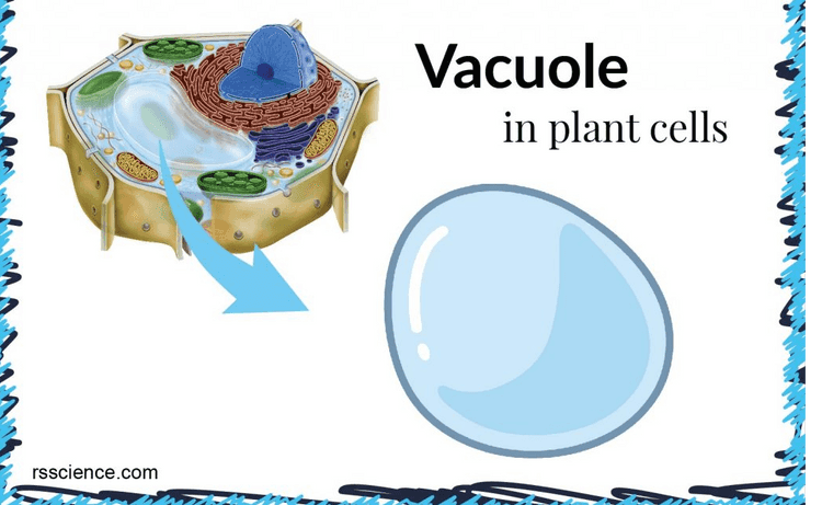 Cell membrane Microfilaments _Intermediate Filaments Nucleus -Microtubules Cytoplasm 
Vacuole in plant cells rsscience.com 