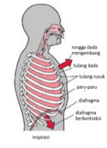 rongga dada mengembang tulang dada tulang rusuk paru-paru diafragma diafragma berkontraksi inspirasi 