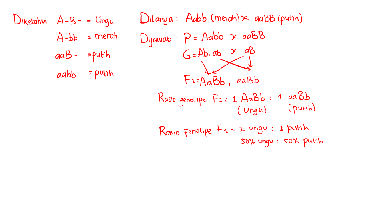 Diketahui A-B - = Ungu A-bb merah Ditanya : Aabb (merah) x aaBB (putih) Dijawab : P = Aabb x aaBB G=Ab, ab x aB : AaB- putih 关 aabb - putih Fi-AaBb, aaBb Rasio genotipe F1: 1 AaBb : 1 aa aaBb (Ungu) (putih) Rasio fenotipe Fa= 1 ungu : I putih 50% ungu: 50% putih 