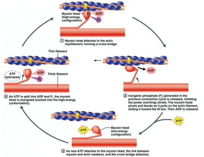 Tropomyosin Troponin Actin Sooor oooo Myosin Myosin filament Image from Sigma-Aldrich 
Myosin head (high-energy configuration) ADP P Myosin head attaches to the actin myofilament, forming a cross bridge. Thin filament ADP ADP Thick filament ATP hydrolysis P As ATP is split into ADP and P, the myosin head is energized (cocked into the high-energy conformation). Inorganic phosphate (P) generated in the previous contraction cycle is released, initiating the power (working) stroke. The myosin head pivots and bends as it pulls on the actin filament, sliding it toward the Milne. Then ADP is released. ATP . 스 ATP Myosin head (low-energy configuration) As new ATP attaches to the myosin head, the link between myosin and actin weakens, and the cross bridge detaches. 
