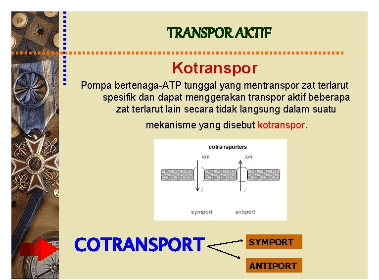 TRANSPOR AKTIF IIIIIIIIIIIIIIII Kotranspor Pompa bertenaga-ATP tunggal yang mentranspor zat terlarut spesifik dan dapat menggerakan transpor aktif beberapa zat terlarut lain secara tidak langsung dalam suatu mekanisme yang disebut kotranspor. cotransporters ion ion symport antiport COTRANSPORT SYMPORT CORO ANTIPORT 