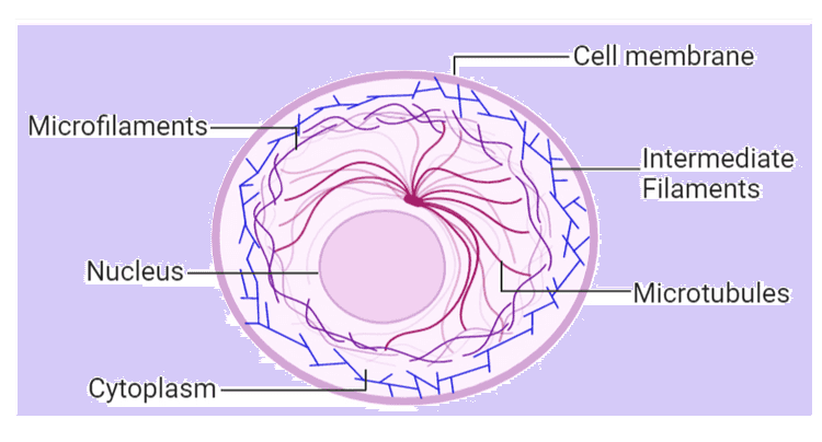 Cell membrane Microfilaments _Intermediate Filaments Nucleus -Microtubules Cytoplasm 
Vacuole in plant cells rsscience.com 