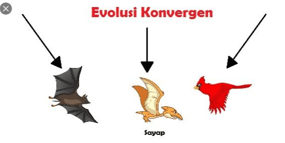 * Evolusi Konvergen Sayap 