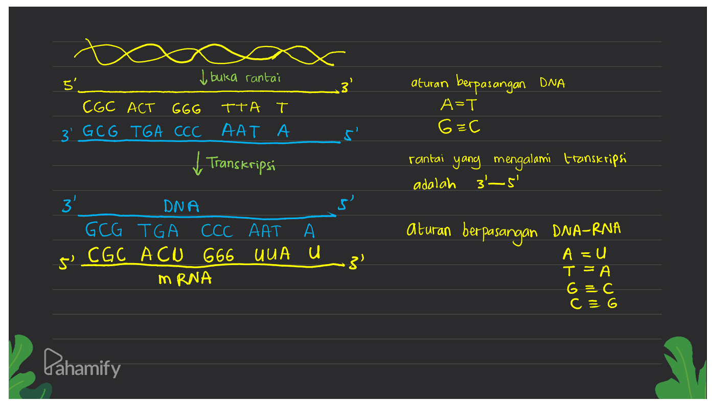 I buka rantai 5. CGC ACT GGG TTA 3' GCG TGA CCC ААТА ✓ Transkripsi aturan berpasangan DNA A=T G=C rantai yang mengalami transkripsi adalah 3'5' 3' ی DNA GCG TGA CCC AAT CGC ACU 666 UUA U mRNA aturan berpasangan DNA-RNA 5' . A = u T =A G=C CEG Pahamify 