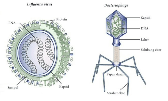 Influenza virus Bacteriophage Protein Kapsid RNA -DNA Leher opel corpo -Selubung ekor Obybubete 000000000 20000 Papan dasar Sampul Kapsid Serabut ekor 