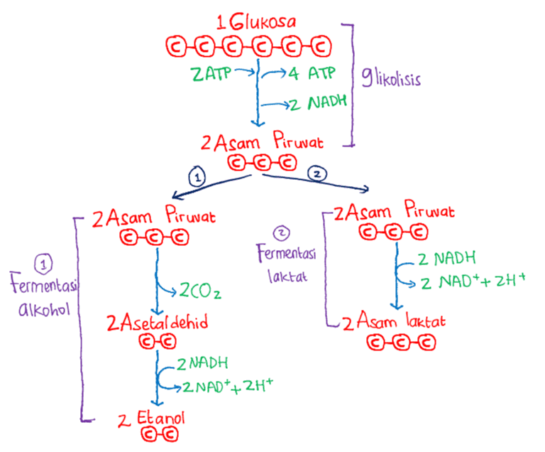 1 Glukosa ©-0-0-0-0-0 ZATP/4 ATP >4 ATP glikolisis »Z NADH 2 Asam Piruvat ©-©- ZAsam Piruvat 2 Asam Piruvat ©- Fermentasi laktat 2 NADH »Z NAD++ 2H+ Fermentasi alkohol »2002 2 Asetaldehid L2 Asam laktat 2 NADH >2 NAD*+2H+ 2 Etanol 
