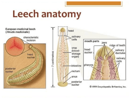 Leech anatomy European medicinal leech (Hirudo medicinalis) characteristic incision mouth parts jaws head sucker 7 centimetres head salivary cells ridge of teeth crop (blood- head salivary storage sucker ductules organ) salivary cells -intestine pharynx rectum anus posterior sucker 1999 Encyclopædia Britannica, ne, posterior sucker 
