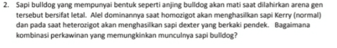 2. Sapi bulldog yang mempunyai bentuk seperti anjing bulldog akan mati saat dilahirkan arena gen tersebut bersifat letal. Alel dominannya saat homozigot akan menghasilkan sapi Kerry (normal) dan pada saat heterozigot akan menghasilkan sapi dexter yang berkaki pendek. Bagaimana kombinasi perkawinan yang memungkinkan munculnya sapi bulldog? 