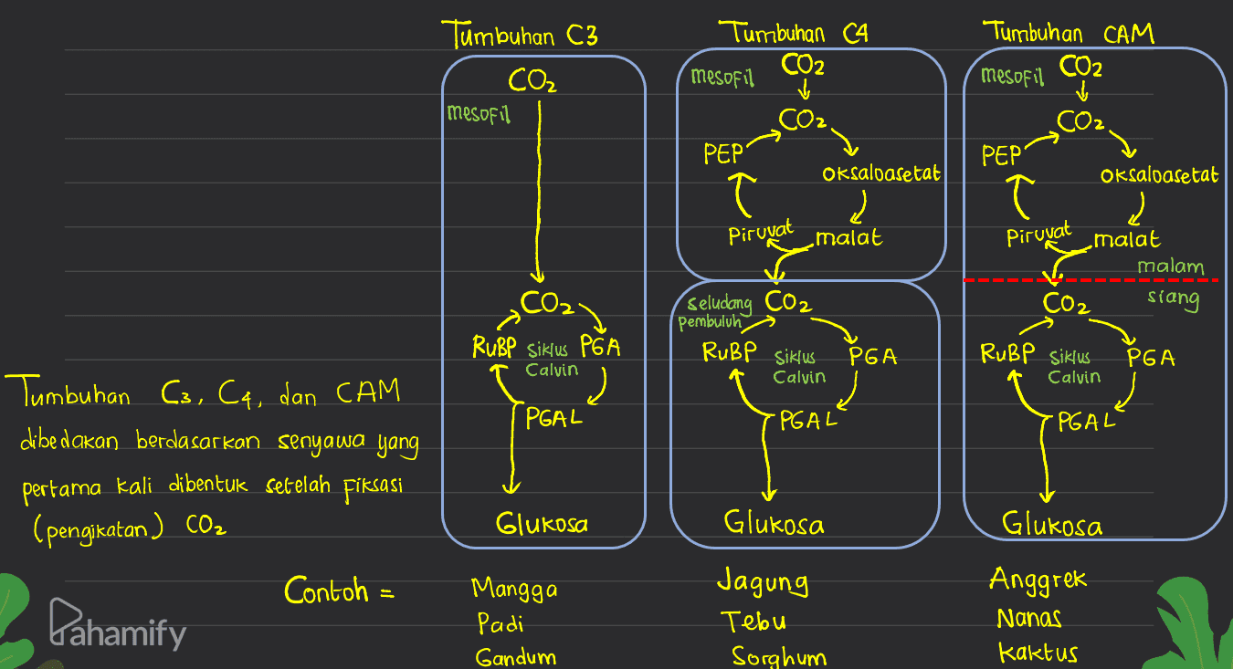 Tumbuhan C3 CO₂ , mesofil Tumbuhan C4 CO2 mesofil Tumbuhan CAM mesofil CO2 PEP PEP Oksaloasetat į Pirovat malat Piruvat Oksaloasetat Į malat malam CO2 siang Seludang CO2 pembuluh RuBP siklus PGA RuBP siklus PGA RuBP Siklus PGA Calvin 2 PGAL Calvin Calvin -PGAL 'PGAL Tumbuhan C3, C4, dan CAM dibedakan berdasarkan senyawa yang pertama kali dibentuk setelah fiksasi (pengikatan ) CO2 Contoh Glukosa Glukosa Glukosa Pahamify Mangga Padi Gandum Jagung Tebu Sorghum Anggrek Nanas Kaktus 