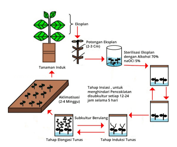 Eksplan Potongan Eksplan "(2-3 cm) Sterilisasi Eksplan dengan Alkohol 70% naOCI 5% Tanaman Induk > > > Tahap Insiasi, untuk menghindari Pencoklatan disubkultur setiap 12-24 jam selama 5 hari of off Aklimatisasi (2-4 Minggu) Subkultur Berulang Tahap Elongasi Tunas Tahap Induksi Tunas 