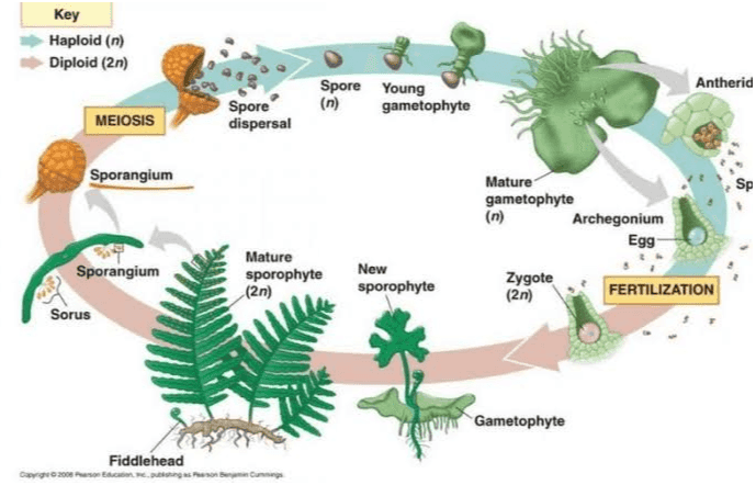 Кеу Haploid (n) Diploid (2n) Antheric Spore Young (n) gametophyte Spore dispersal MEIOSIS Sporangium Sp Mature gametophyte Archegonium Egg Zygote (2n) FERTILIZATION Sporangium Mature sporophyte (2n) New sporophyte Sorus Gametophyte Fiddlehead 2008 Elegan 