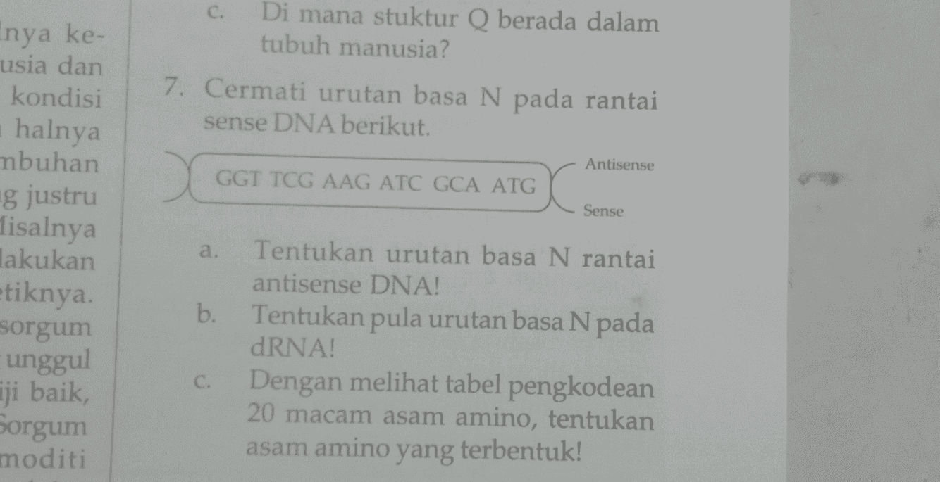 C. Inya ke- usia dan kondisi ■halnya mbuhan g justru Di mana stuktur Q berada dalam tubuh manusia? 7. Cermati urutan basa N pada rantai sense DNA berikut. GGT TCG AAG ATC GCA ATG Antisense Sense Misalnya lakukan a. etiknya. sorgum unggul ji baik, Sorgum moditi Tentukan urutan basa N rantai antisense DNA! b. Tentukan pula urutan basa N pada dRNA! C. Dengan melihat tabel pengkodean 20 macam asam amino, tentukan asam amino yang terbentuk!