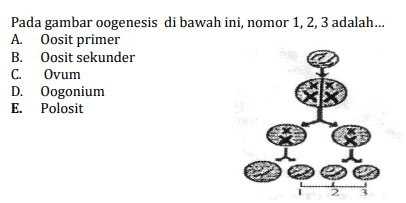 Pada gambar oogenesis di bawah ini, nomor 1, 2, 3 adalah... A. Oosit primer B. Oosit sekunder C. Ovum D. Oogonium E. Polosit 2 