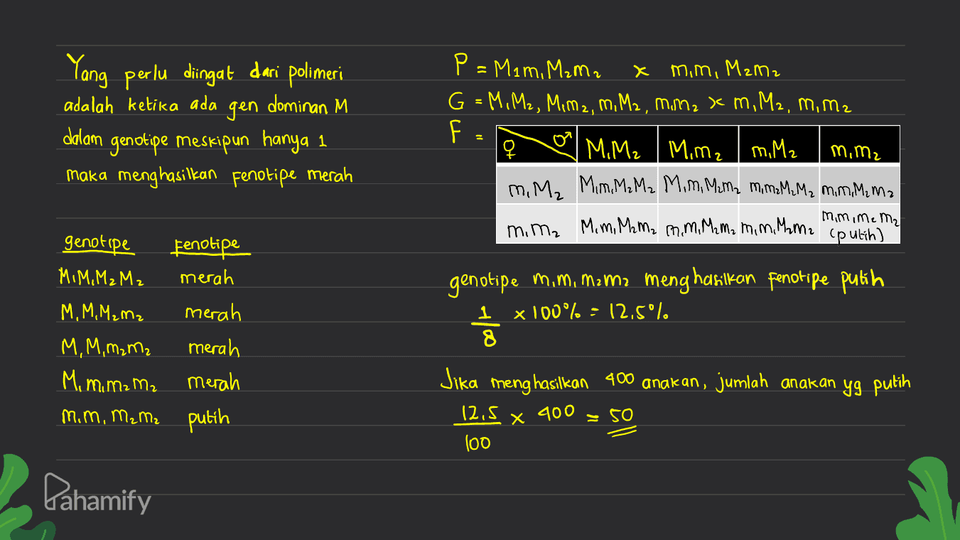 Yang perlu diingat dari polimeri adalah ketika ada gen dominan M dalam genotipe meskipun hanya 1 maka menghasilkan fenotipe merah P = Mam, Mama x mim, MzM2 G = M, M2, Mimz, M, M2, mimz x m, M2, mi mz F 오 M, M₂ | Mim₂ m. Ma m, Mz Mim. MzMz Mim, Mema mimzMyM2 mm.M, ma mim, Mom, Mama mim, Mem, mim. Mume (putih)" M, M2 mimime M₂ genotipe Fenotipe MIM, M₂M2 merah M, M, M₂ M2 merah M, M, m₂ m2 merah Mim,mama merah mim, mam putih genotipe mim, mama menghasilkan fenotipe putih 1 x 100% = 12,5°%. 8 Jika menghasilkan 400 anakan, jumlah anakan yg putih 12,5 100 х 400 So Pahamify 