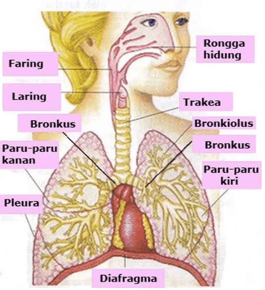 Rongga hidung Faring Laring Trakea Bronkus Bronkiolus Bronkus Paru-paru kanan Paru-paru kiri Pleura Diafragma 