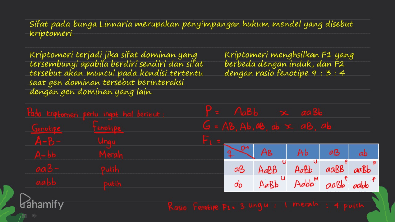 Sifat pada bunga Linnaria merupakan penyimpangan hukum mendel yang disebut kriptomeri. Kriptomeri terjadi jika sifat dominan yang tersembunyi apabila berdiri sendiri dan sifat tersebut akan muncul pada kondisi tertentu saat gen dominan tersebut berinteraksi dengan gen dominan yang lain. Kriptomeri menghsilkan F1 yang berbeda dengan induk, dan F2 dengan rasio fenotipe 9 : 3:4 aaBb Pada kriptomeri perlu ingat hal berikut : Genotipe fenotipe A-B- Ungu A-bb Merah аав - aabb putih Pahamify 02 P= Aabb G=AB, Ab, ab, ab xc ab, ab Fis AB Ab aB ab aB AaBB АаВЬ aaBb aabb ab Aabb Aabb aaBb cabb U P Р putih u P P Rasio Fenotipe F1 = 3 ungu: merah : 4 putih 