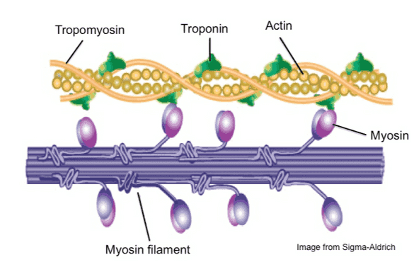 Tropomyosin Troponin Actin 600000000 Myosin Myosin filament Image from Sigma-Aldrich 
Myosin head (high-energy configuration) ADP P Myosin head attaches to the actin myofilament, forming a cross bridge. Thin filament ADP ATP 'hydrolysis ADP Thick filament As ATP is split into ADP and P, the myosin head is energized (cocked into the high-energy conformation). Inorganic phosphate (P) generated in the previous contraction cycle is released, initiating the power (working) stroke. The myosin head pivots and bends as it pulls on the actin filament, sliding it toward the line. Then ADP is released. ATP . ATP -Myosin head (low-energy configuration) As new ATP attaches to the myosin head, the link between myosin and actin weakens, and the cross bridge detaches. 